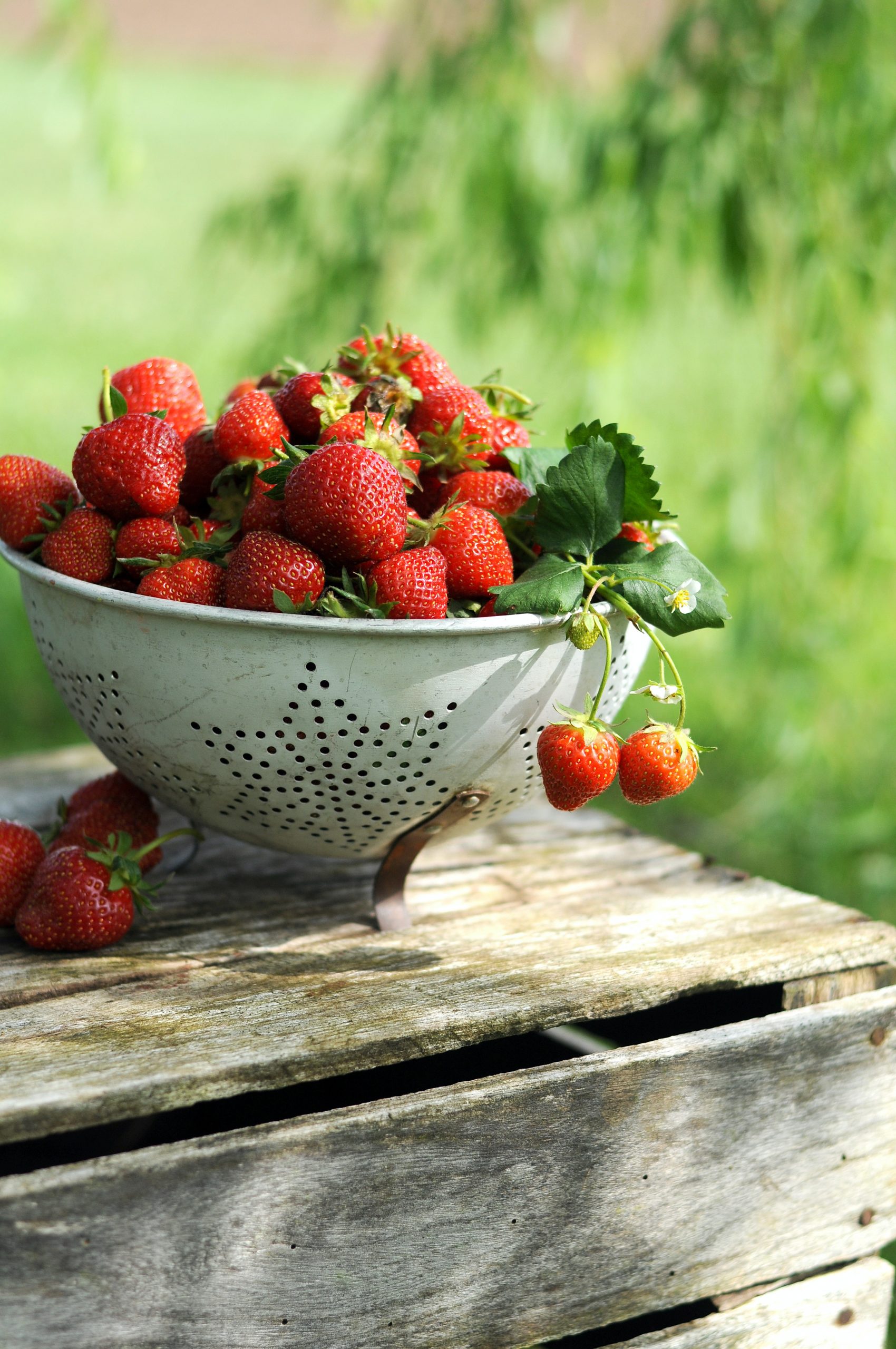 Longer Lasting Strawberries